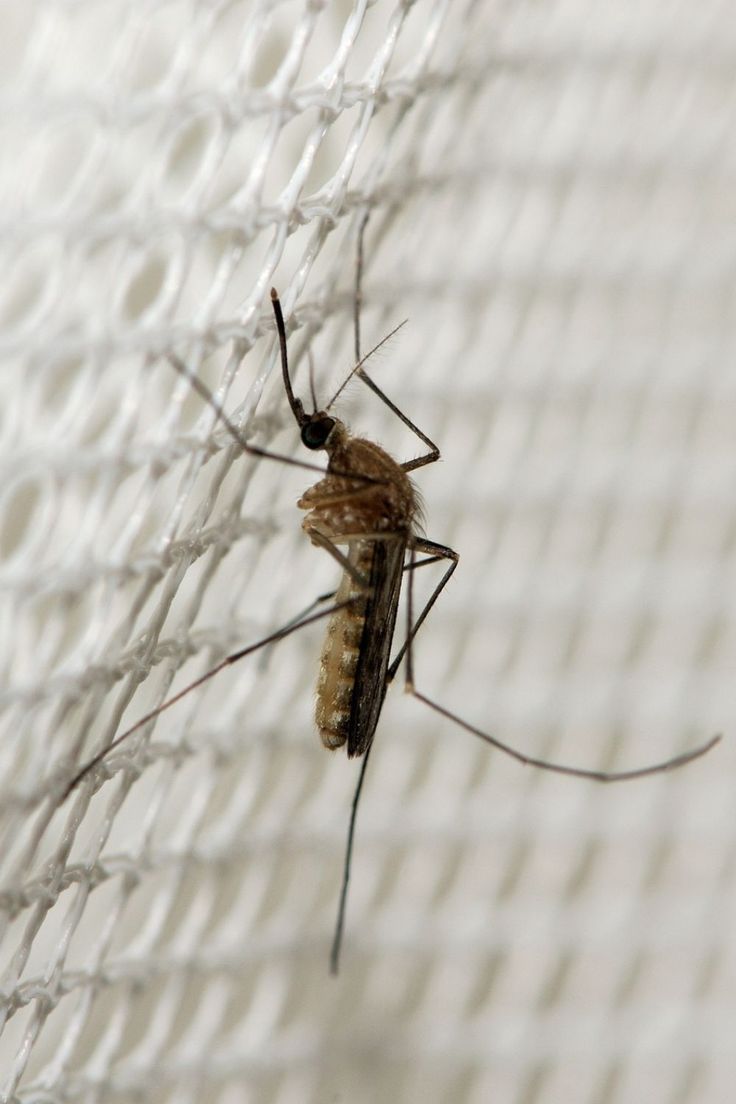 Mosquito safety net installation