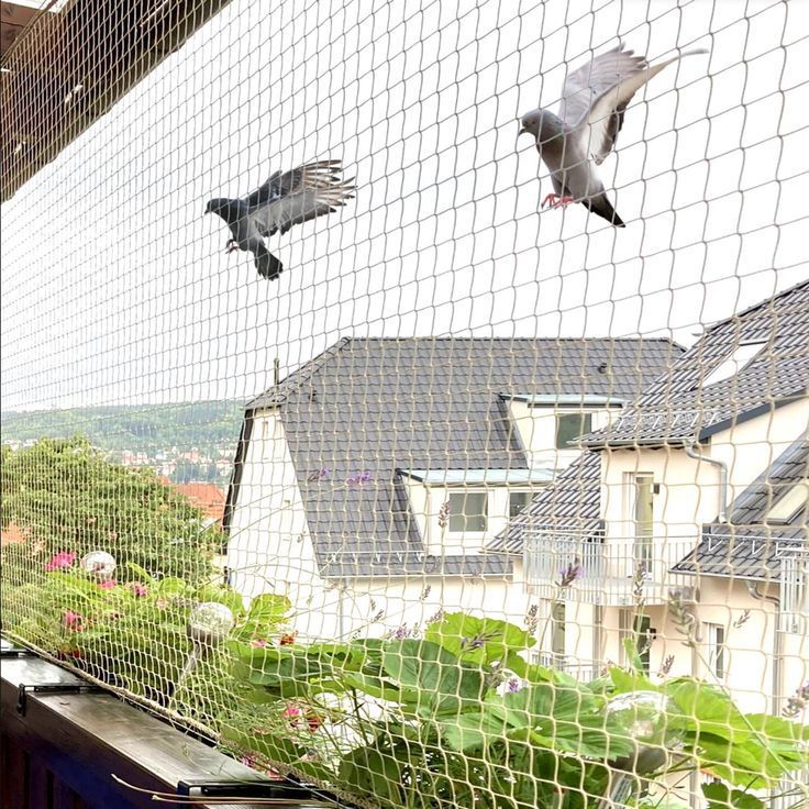 Mosquito net window